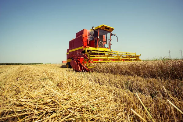 Raccolta Del Grano Una Giornata Estiva Soleggiata — Foto Stock