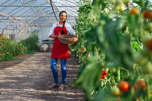 Junge Frau Einem Gewächshaus Mit Tomaten — Stockfoto