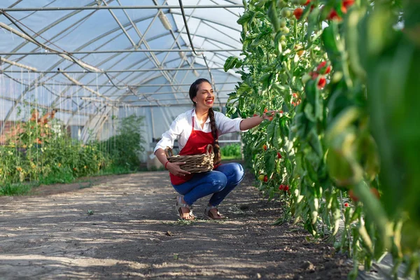 Jeune Femme Dans Une Serre Aux Tomates — Photo