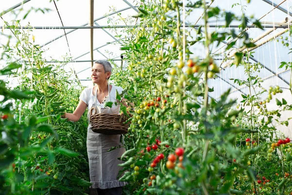 Γυναίκα Picking Φρέσκες Ντομάτες Θερμοκήπιο — Φωτογραφία Αρχείου