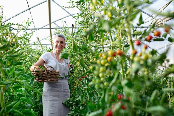 Frau Pflückt Frische Tomaten Gewächshaus — Stockfoto