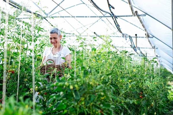 Frau Pflückt Frische Tomaten Gewächshaus — Stockfoto