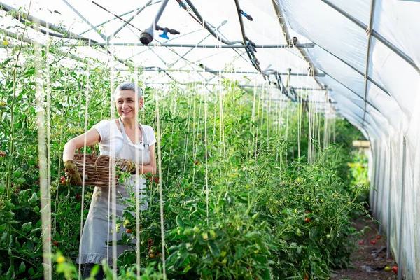 Femme Cueillette Tomates Fraîches Serre — Photo