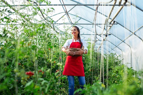 Mujer Agricultora Con Una Caja Tomates Invernadero — Foto de Stock