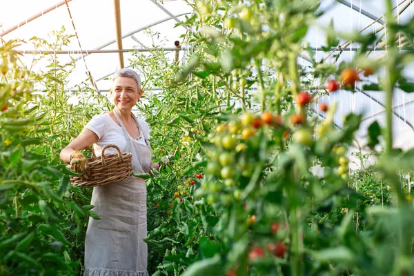 Seniorin Ihrem Bio Gemüsegarten — Stockfoto