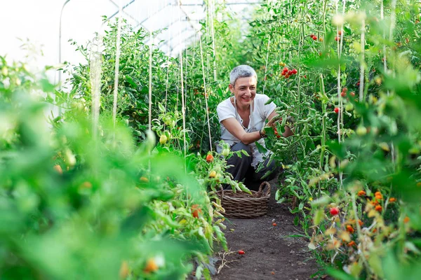 Seniorin Ihrem Bio Gemüsegarten — Stockfoto