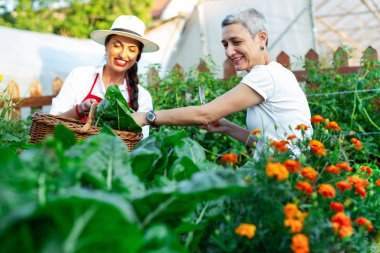 Organik sebze bahçesinde çalışan anne ve kızı