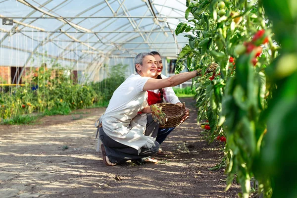 Dos Mujeres Trabajando Invernadero Cosechando Tomates Invernadero — Foto de Stock