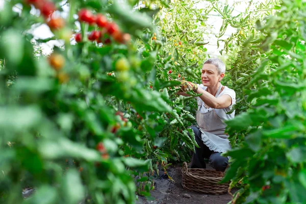 Mujer Agricultora Feliz Trabajando Invernadero — Foto de Stock