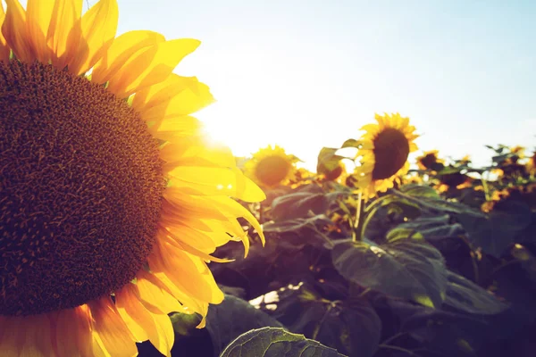 Bellissimo Campo Girasoli Nel Tramonto Estivo — Foto Stock