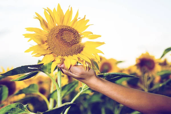 Donna Che Tiene Bei Girasoli Grandi — Foto Stock