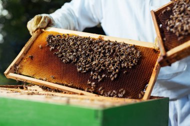 Petek çerçeve arı kovanı, teftiş arıcı.