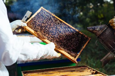 Petek çerçeve arı kovanı, teftiş arıcı.