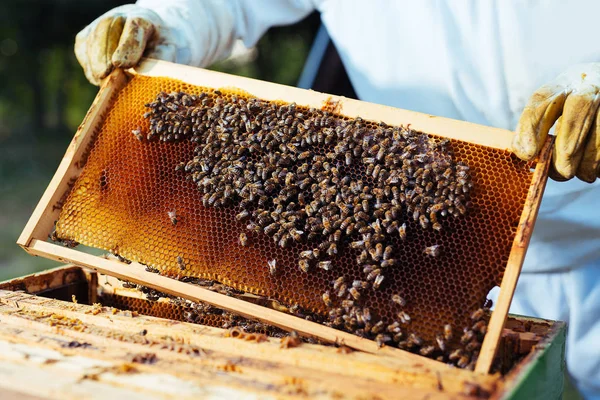 Imker Houdt Een Honing Cel Met Bijen Zijn Handen — Stockfoto