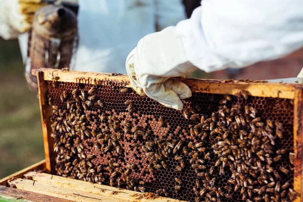 Пчеловод Осматривает Сотовую Раму Пасеке — стоковое фото