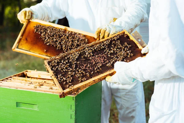Imker Houdt Een Honing Cel Met Bijen Zijn Handen — Stockfoto