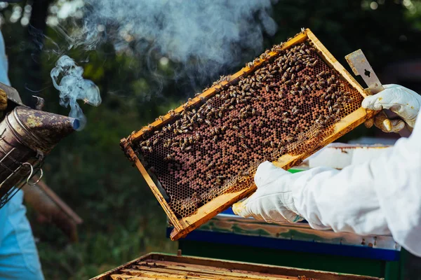 Apicoltore Ispezionare Struttura Nido Ape Apiario — Foto Stock