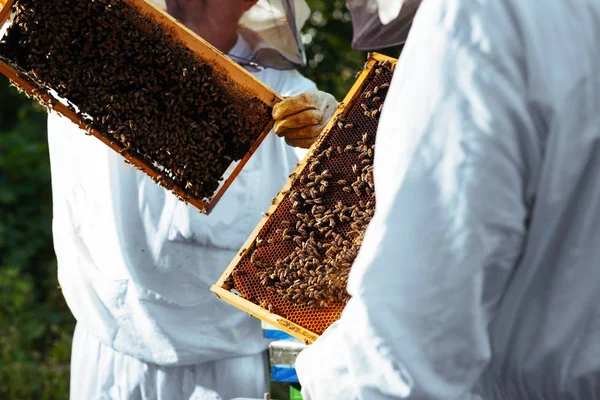 Imker Werkt Met Bijen Bijenkorven Bijenstal — Stockfoto