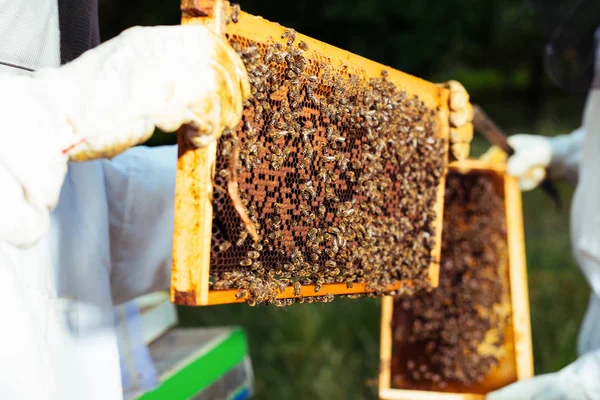 Apicultor Sostiene Una Celda Miel Con Abejas Sus Manos — Foto de Stock