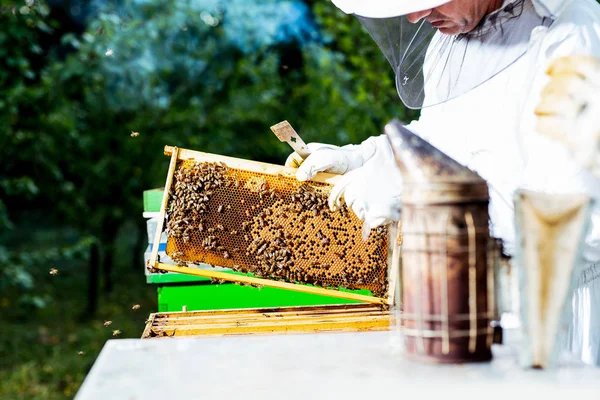 Imker Arbeitet Mit Bienen Und Bienenstöcken Imkerstand — Stockfoto