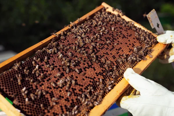 Včelař Med Buňky Včely Svých Rukou — Stock fotografie