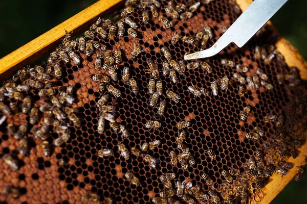 Retrato Primer Plano Del Apicultor Sosteniendo Panal Lleno Abejas — Foto de Stock