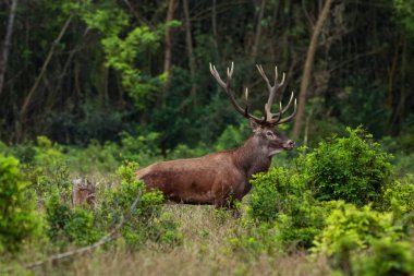 Sonbahar ormanlarında eğrelti otları arasında kızıl geyik.