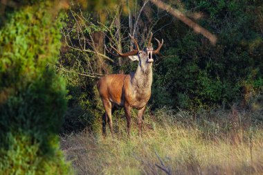 Rutting sezonunda Kırmızı Geyik