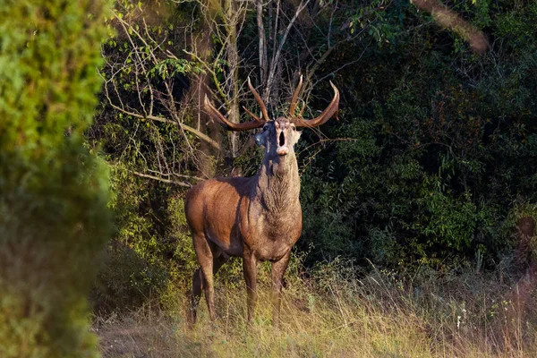 ルーティングシーズンの赤い鹿 — ストック写真