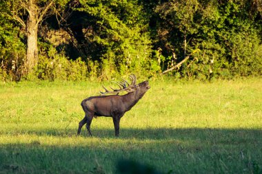 Rutting sezonunda Kırmızı Geyik