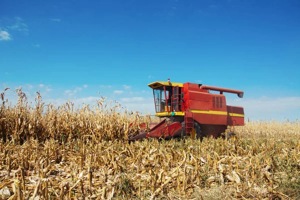 Récolte Champ Maïs Avec Combiner Début Automne — Photo