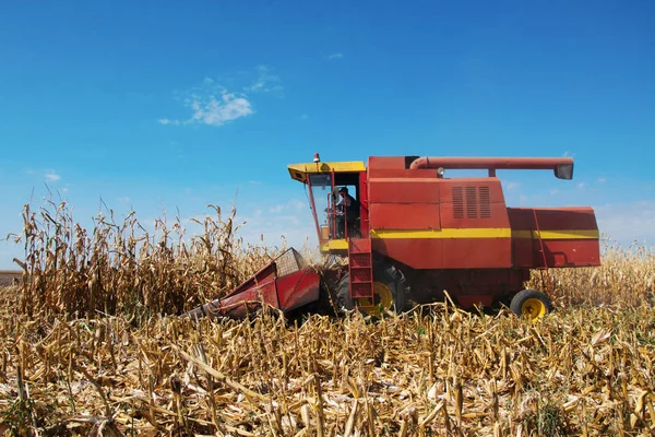 Zbiory Kukurydzy Kombajnem Wczesną Jesienią — Zdjęcie stockowe