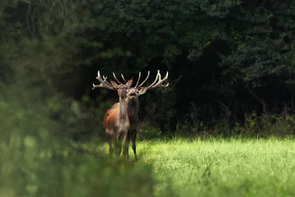 ルーティングシーズンの赤い鹿 — ストック写真