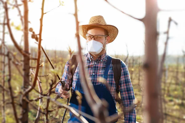 Farmer Rozpyla Herbicyd Gruszkowym Sadzie — Zdjęcie stockowe