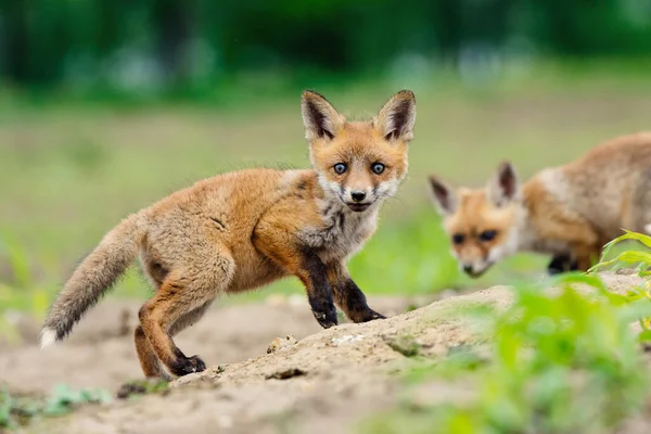 Giovane Volpe Rossa Dolce Volpe Fratello Alla Scoperta Della Campagna — Foto Stock