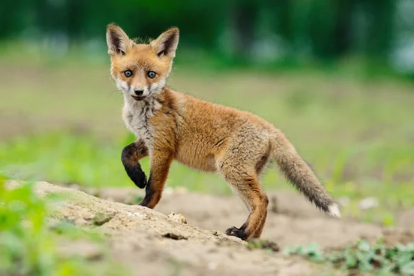 Giovane Volpe Rossa Vulpes Vulpes — Foto Stock