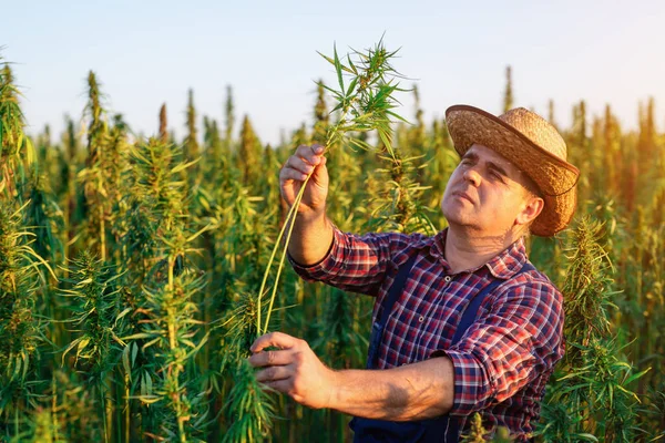 Agricultor Cultivando Cáñamo Comprobando Crecimiento Las Plantas Imágenes De Stock Sin Royalties Gratis