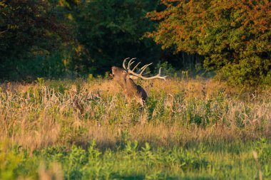 Sonbaharda çiftleşme mevsiminde kızıl geyik kükremesi.