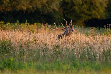 Sonbaharda çiftleşme mevsiminde kızıl geyik kükremesi.