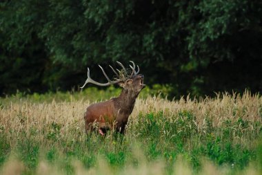 Sonbaharda çiftleşme mevsiminde kızıl geyik kükremesi.