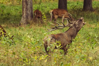 Sonbaharda çiftleşme mevsiminde kızıl geyik kükremesi.