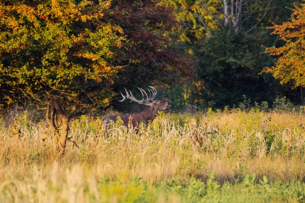 秋のルーティングシーズン中に轟音赤い鹿のスタッグ — ストック写真