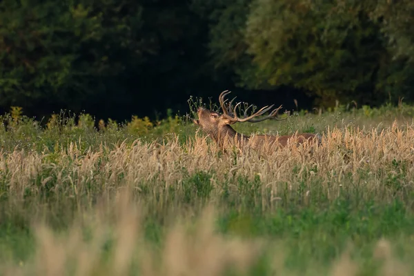 Sonbaharda çiftleşme mevsiminde kızıl geyik kükremesi.