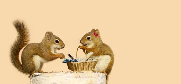 Pair Squirrels Going Picnic — Stock Photo, Image