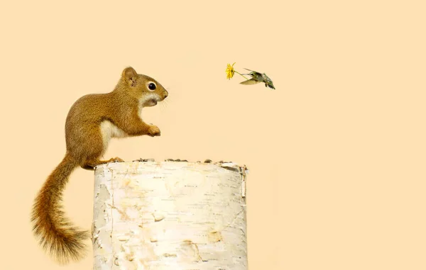 Happy Baby Squirrel Gets Gift His Hummingbird Friend — Stock Photo, Image