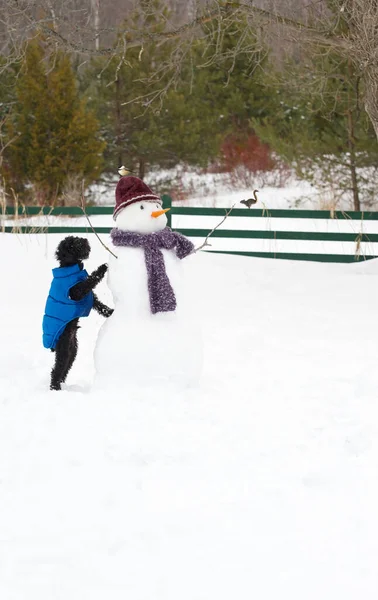 Svart Leksak Pudel Undersöka Snögubben Sin Gård Med Kyckling Uppflugen — Stockfoto