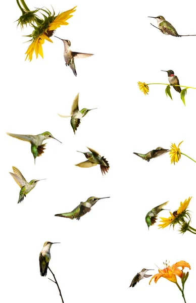 Asortyment Kolibrów Kolażu Izolowany Białym — Zdjęcie stockowe