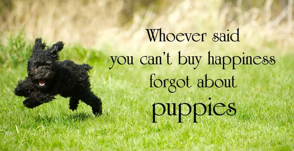 Palavras Inspiradoras Sobre Felicidade Autor Desconhecido Com Filhote Cachorro Adorável Fotografia De Stock