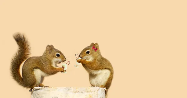 Pair Cute Squirrels Have Christmas Drink Stock Image