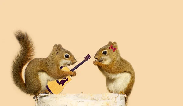 一只年轻的雄性松鼠在为他的情人唱情歌 图库图片